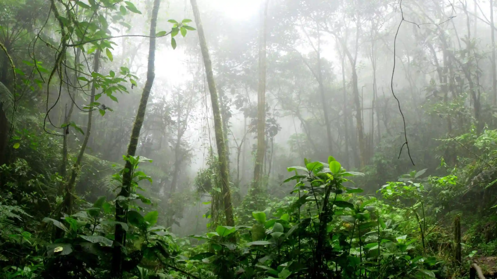 Bosque lluvioso en costa rica