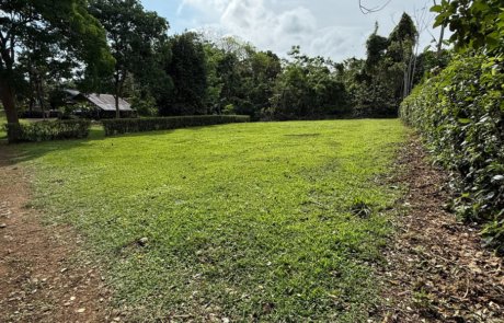 Arenal Grass