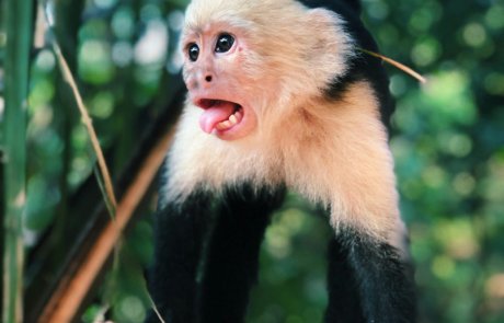 Arenal Monkey