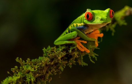 Arenal Frog