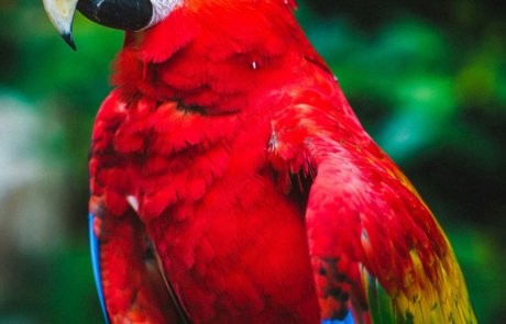 Selva Capital - Proyecto Rio Celeste Parrot