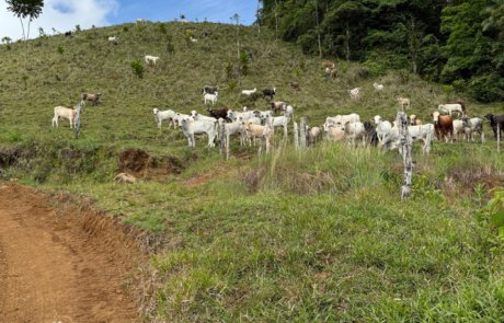 Selva Capital - Proyecto Rio Celeste