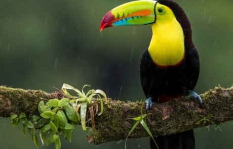 Tucan