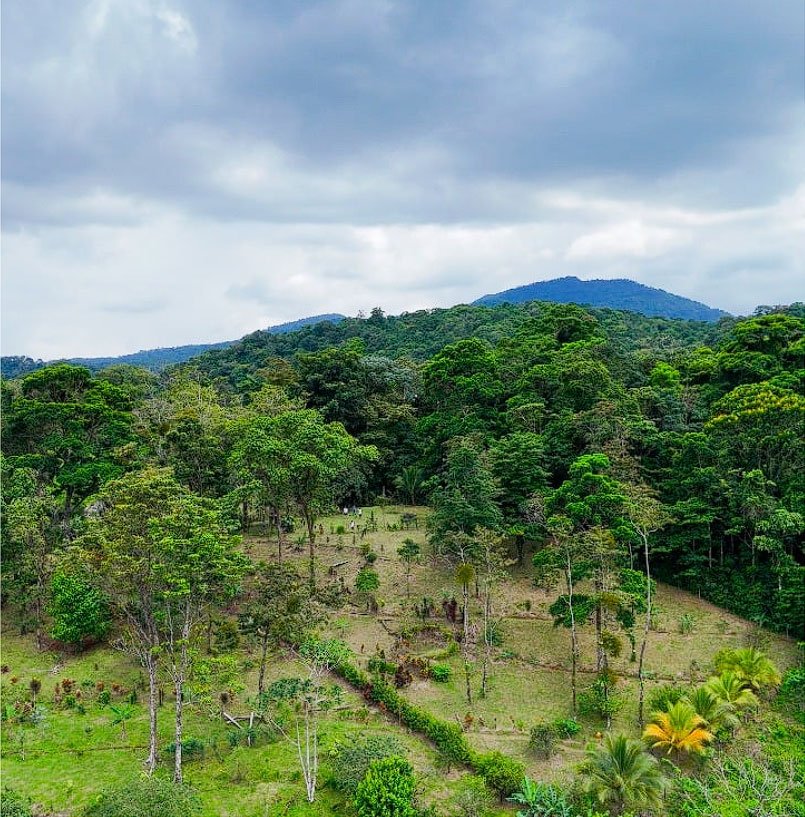 chachagua chachagua