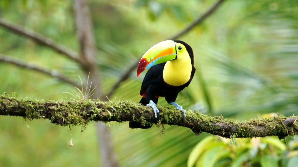 tucan de costa rica